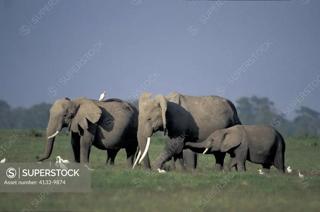 African Elephant , Loxodonta africana, Amboseli National Park, Kenya , Africa , Adults with young