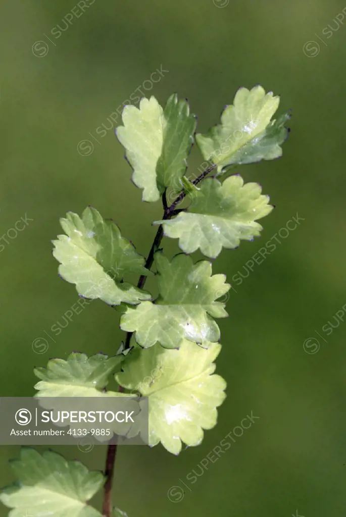 Sald Burnet , Sanguisorba minor , Germany , Europe , bloom , food , herb