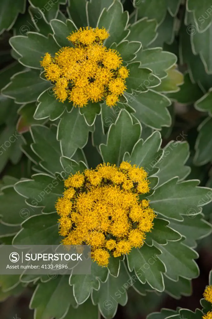 Silver and Gold Chrysanthemum, Chrysantheme ajania pacifica, Germany, bloom
