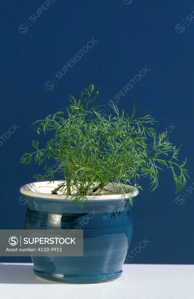dill , anethum graveolens , Germany , leafs plant in pot