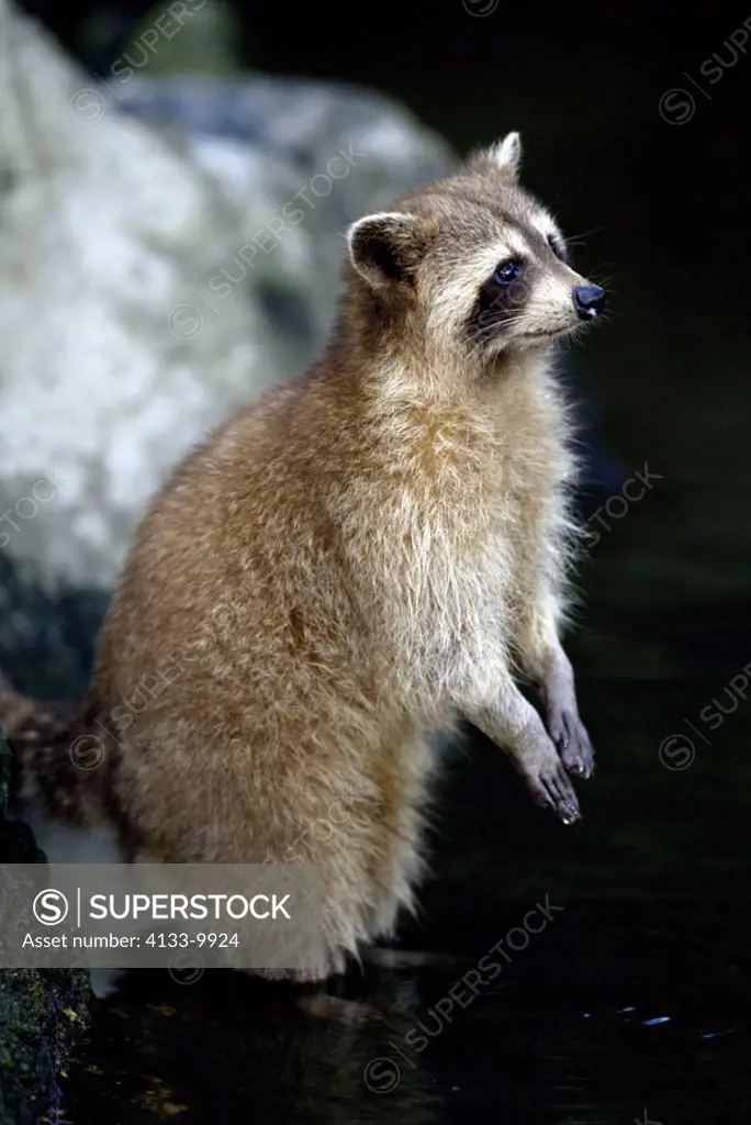 North American Raccoon Procyon lotor North America