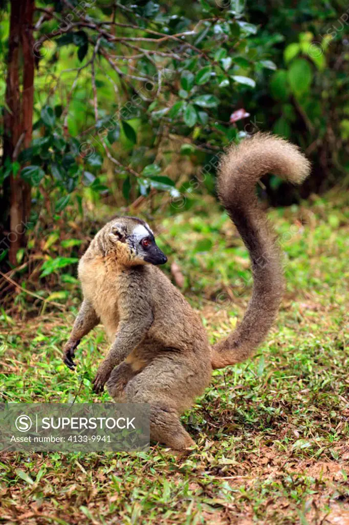 Common Brown Lemur, Eulemur fulvus fulvus, Madagascar, adult female feeding on ground