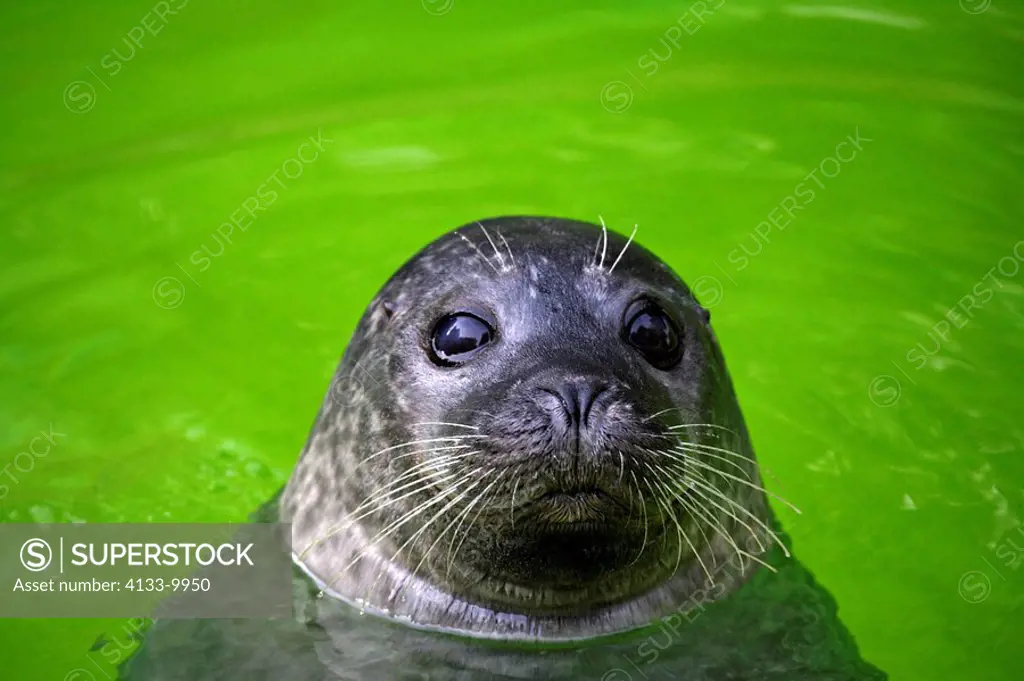 Common Seal,Phoca vitulina,Germany,adult swimming portrait