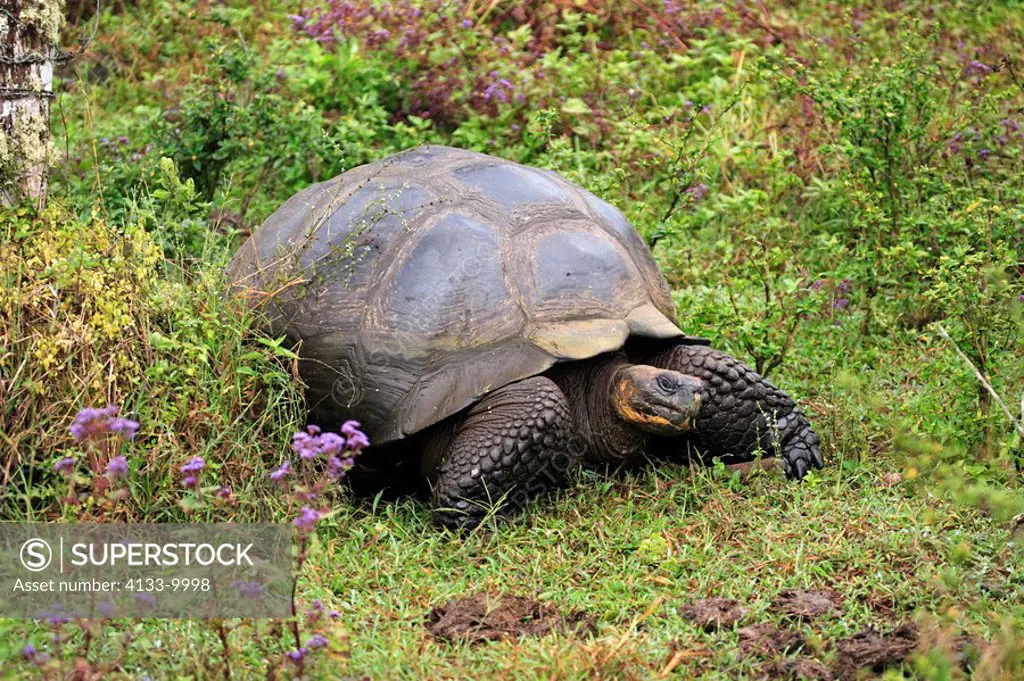 Galapagos Tortoise,Giant Tortoise,Geochelone nigra,Galapagos Islands,Ecuador,adult resting
