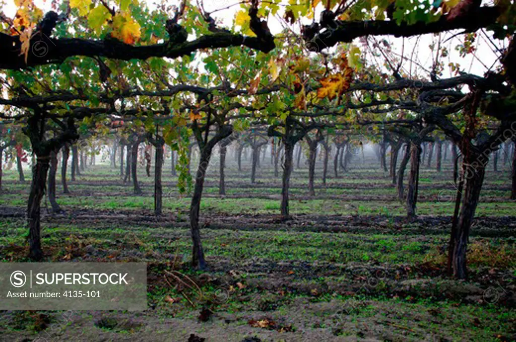 Vines in a vineyard, Lodi, California, USA