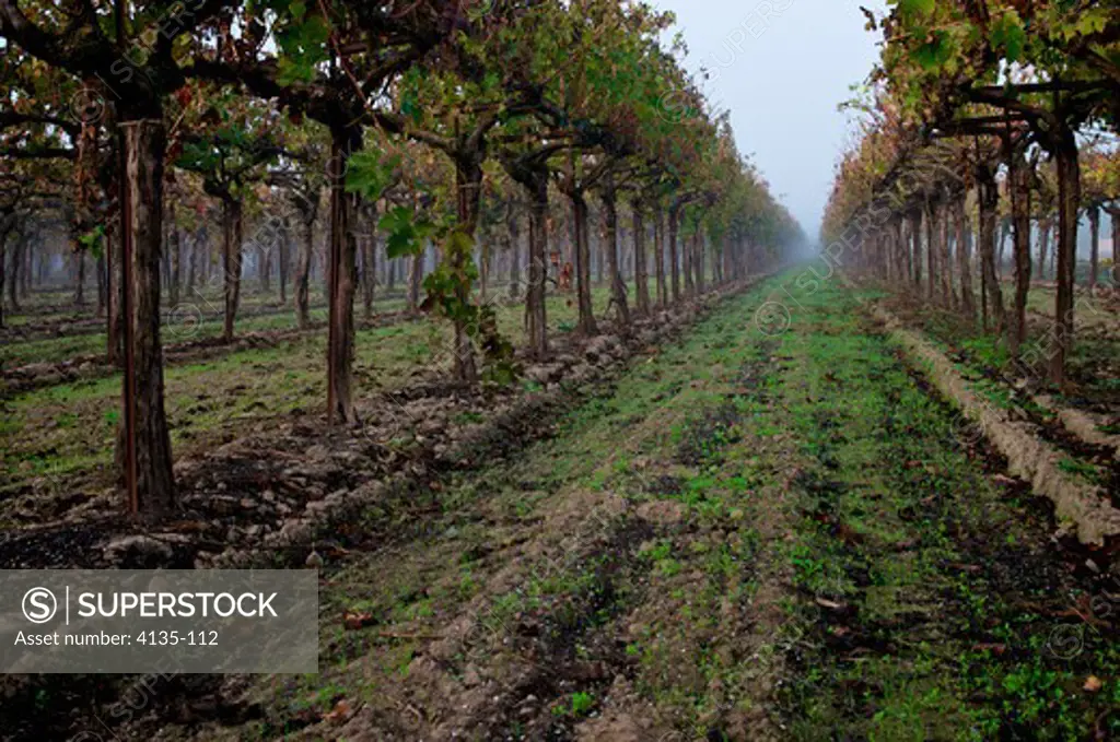 Vines in a vineyard, Lodi, California, USA
