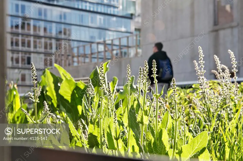 Detail of a garden, High Line Park, New York City, New York State, USA