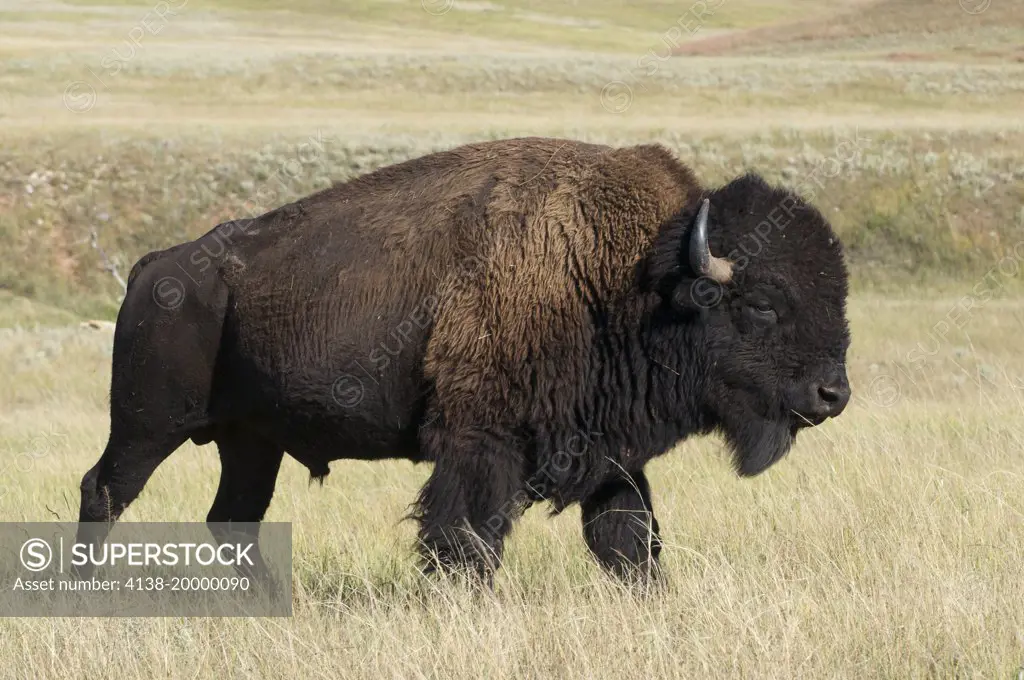 Close-up of American Bison bull walking in tall grass plains of Custer State Park, South Dakota, USA, (Bison bison)