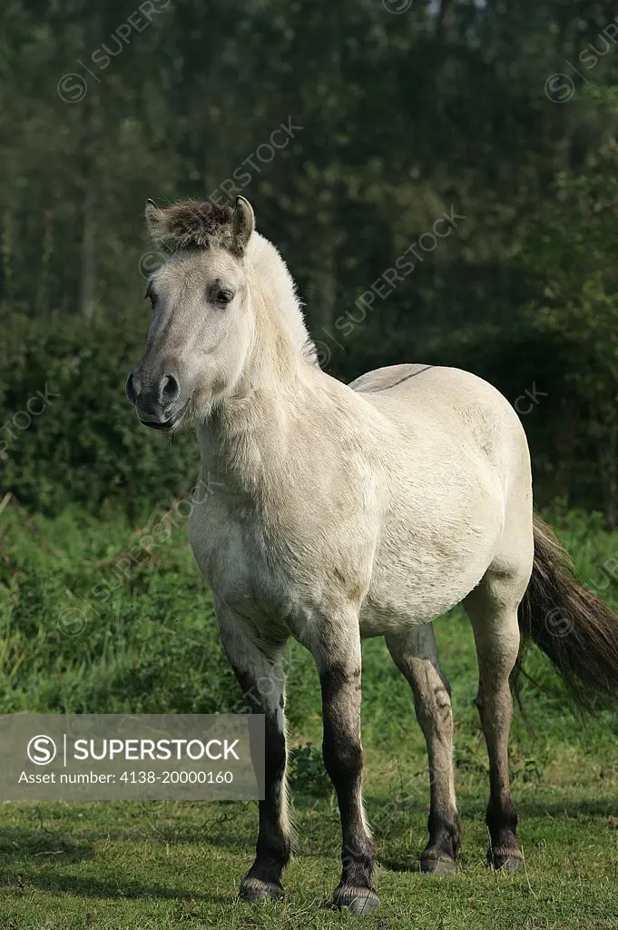 Norwegian Fjord Horse  