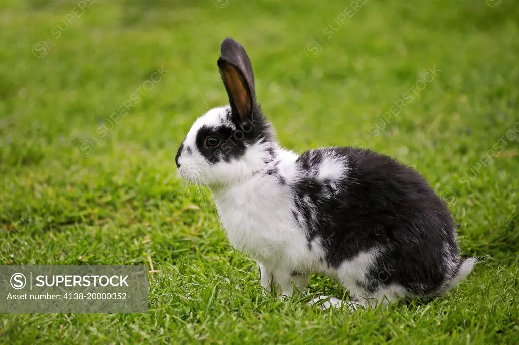 French Domestic Rabbit called Geant Papillon Francais  