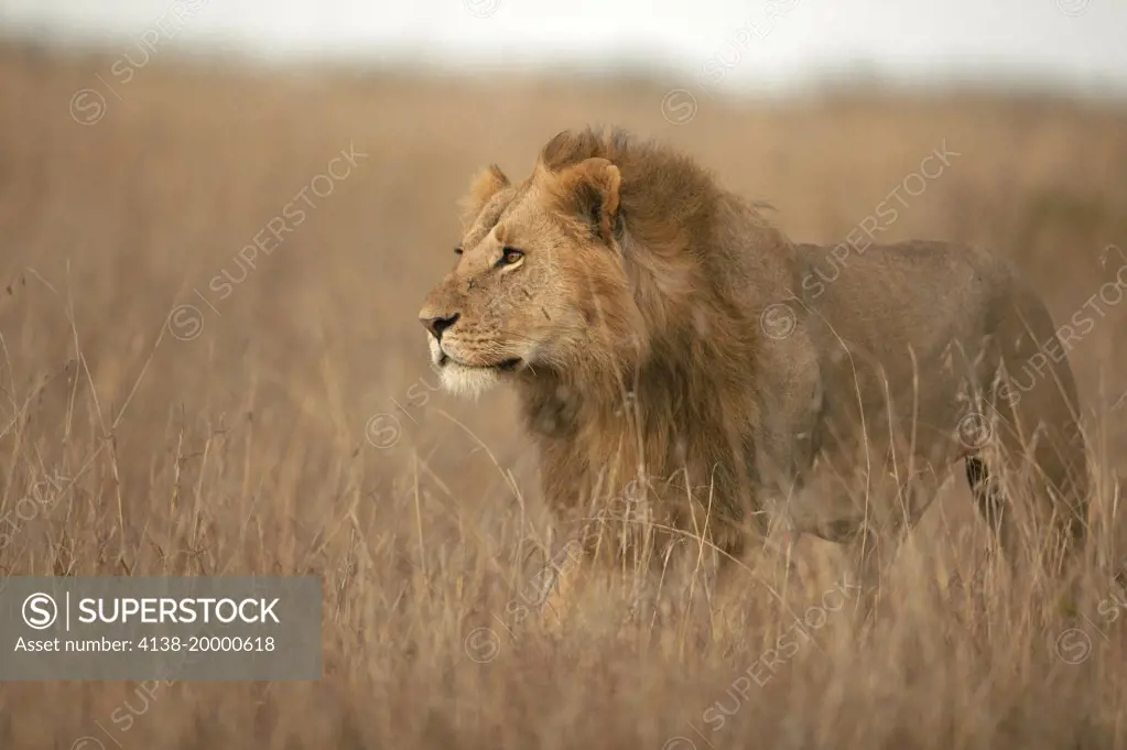 AFRICAN LION male on savanna watching prey (Panthera leo) Masai Mara National Reserve, Kenya