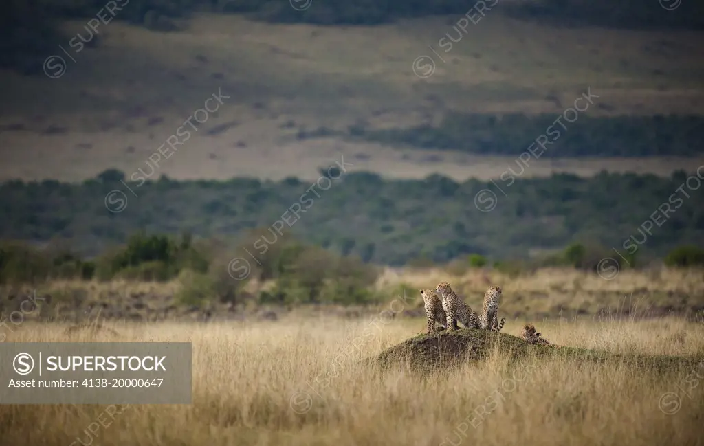 Four young cheetahs search for potential prey, from on top of an old termite mound; Acinonyx jubatus; Masai Mara, Kenya.