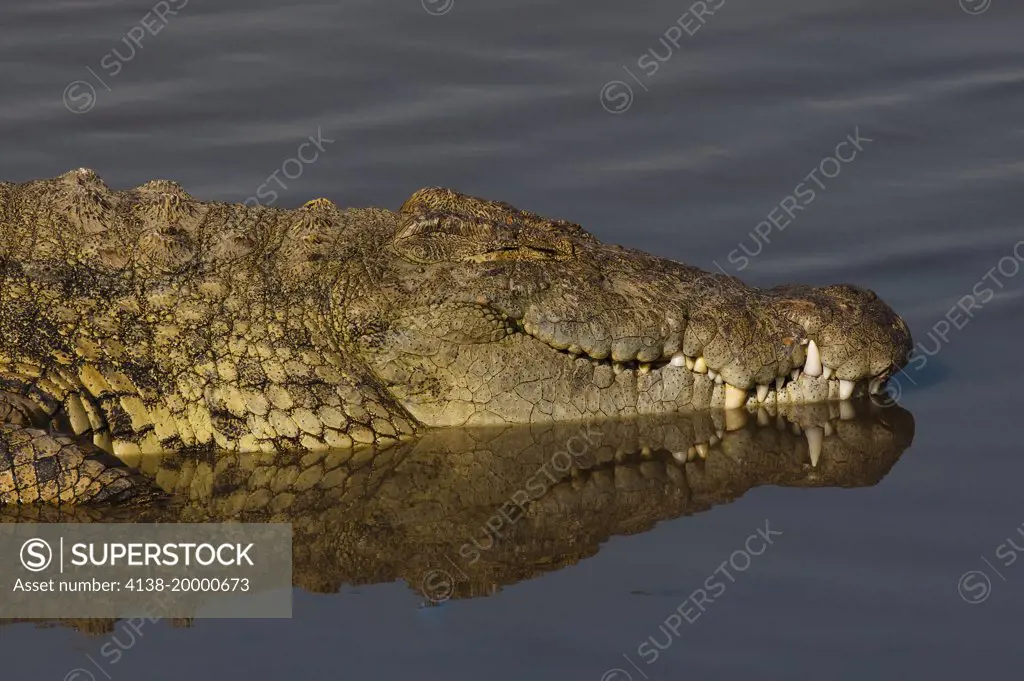 Nile crocodile in the Mara River; Masai Mara, Kenya.