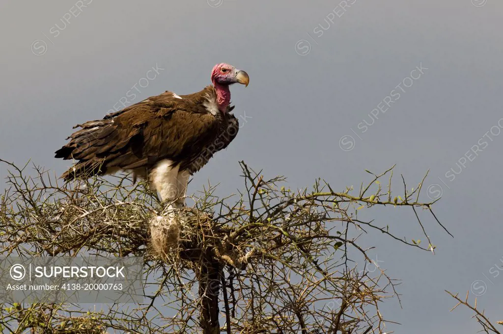A lappet-faced vulture rests in an acacia tree; Torgos tracheliotus, Masai Mara, Kenya.