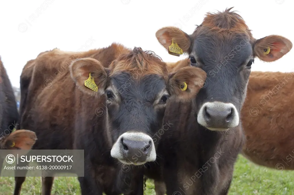 Jersey Cows, Jersey