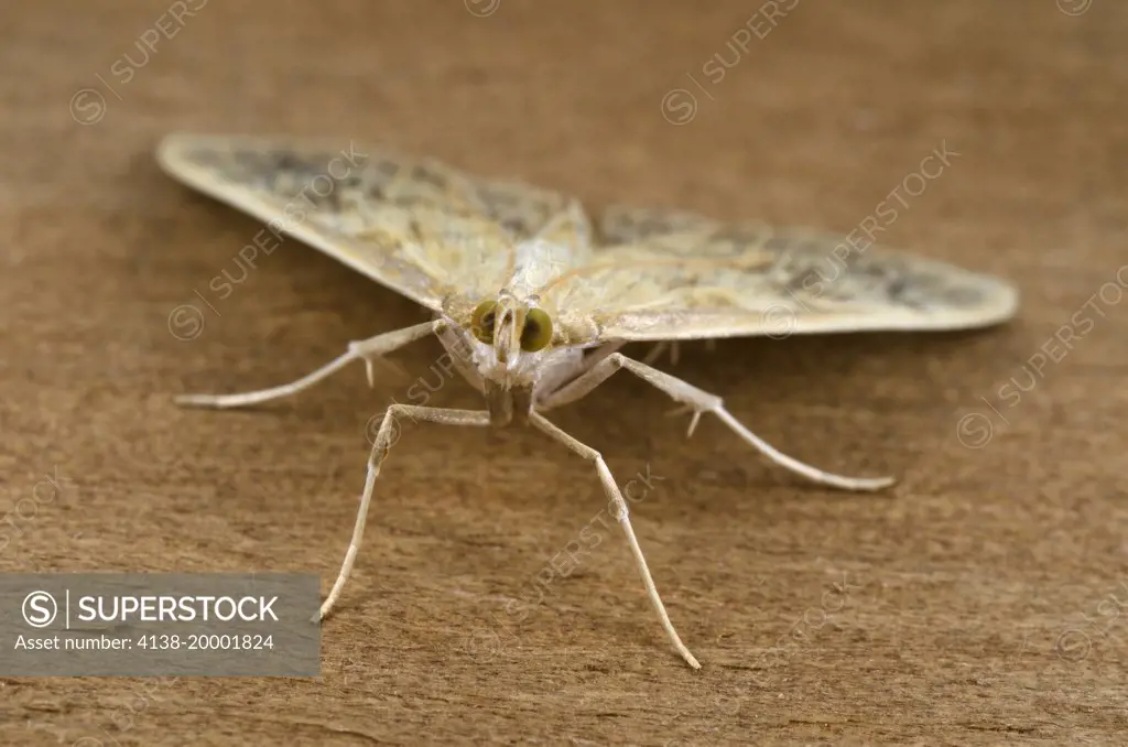 Close-up head-on view of a Mother-of-Pearl moth (Pleuroptya ruralis) resting with open wings on a wooden panel in a Norfolk garden in late summer.