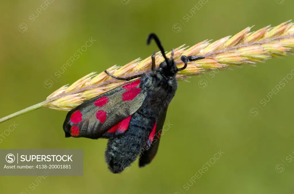 Close-up of a newly emerged Six-spot burnet moth (Zygaena filipendulae) resting drying its wings on a grass stem in a flowery meadow in Surrey in summer