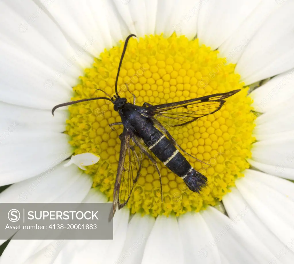 Close-up of a Current clearwing moth (Synanthedon tipuliformis) taking nectar from a flower in a Norfolk garden in summer