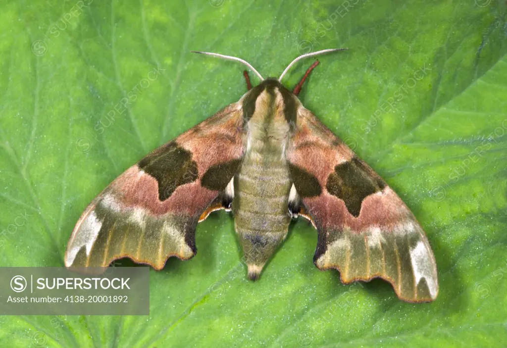 Close-up of a Lime hawk-moth (Mimas tiliae) resting  on a in a Norfolk garden in summer