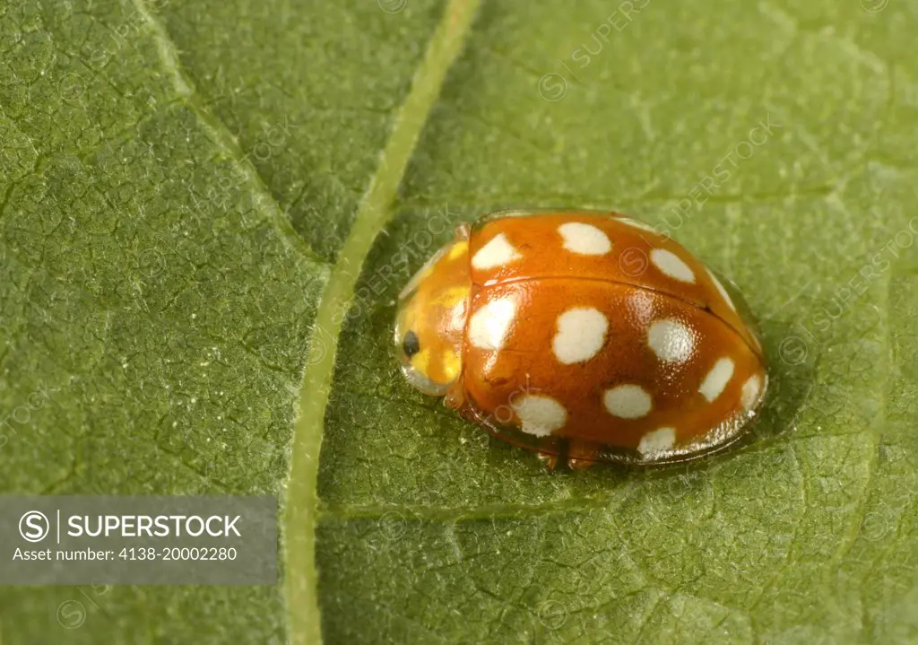 Close-up of an adult Orange ladybird (Halyzia 16-guttata). A sixteen spot ladybird showing the distinctive splayed-out transparent edge to the wing-cases resting on a leaf in a Norfolk woodland habitat in summer