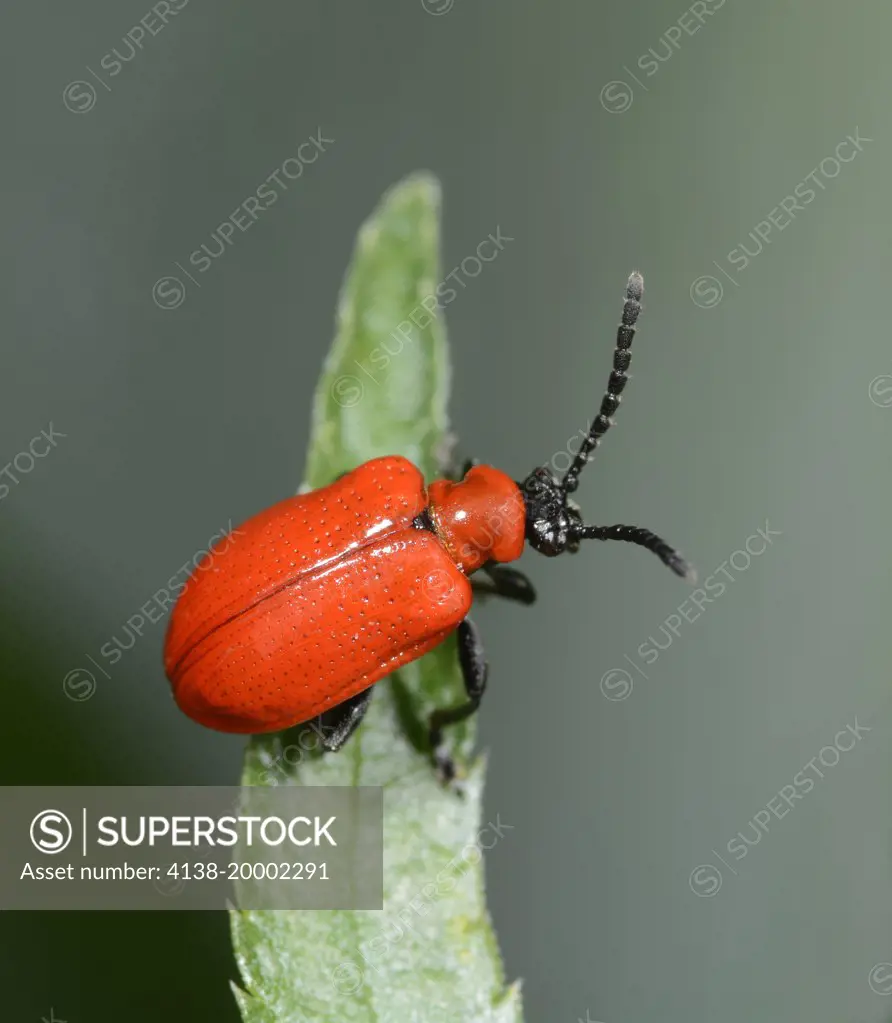 Close-up of a Lily beetle (Lilocerus lilii) resting on a lily leaf in a Norfolk garden in summer