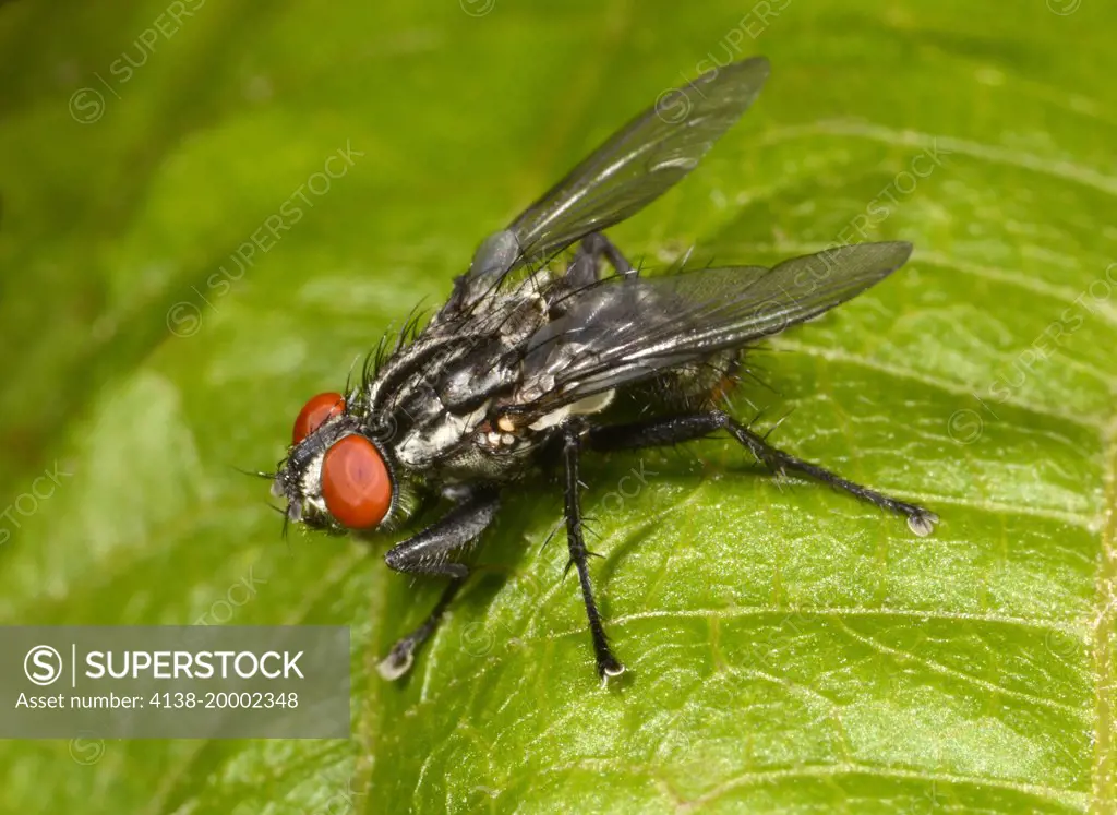 Close-up  of a tachinid fly (Exorista larvarum) resting on a leaf in a Surrey woodland habitat in summer.