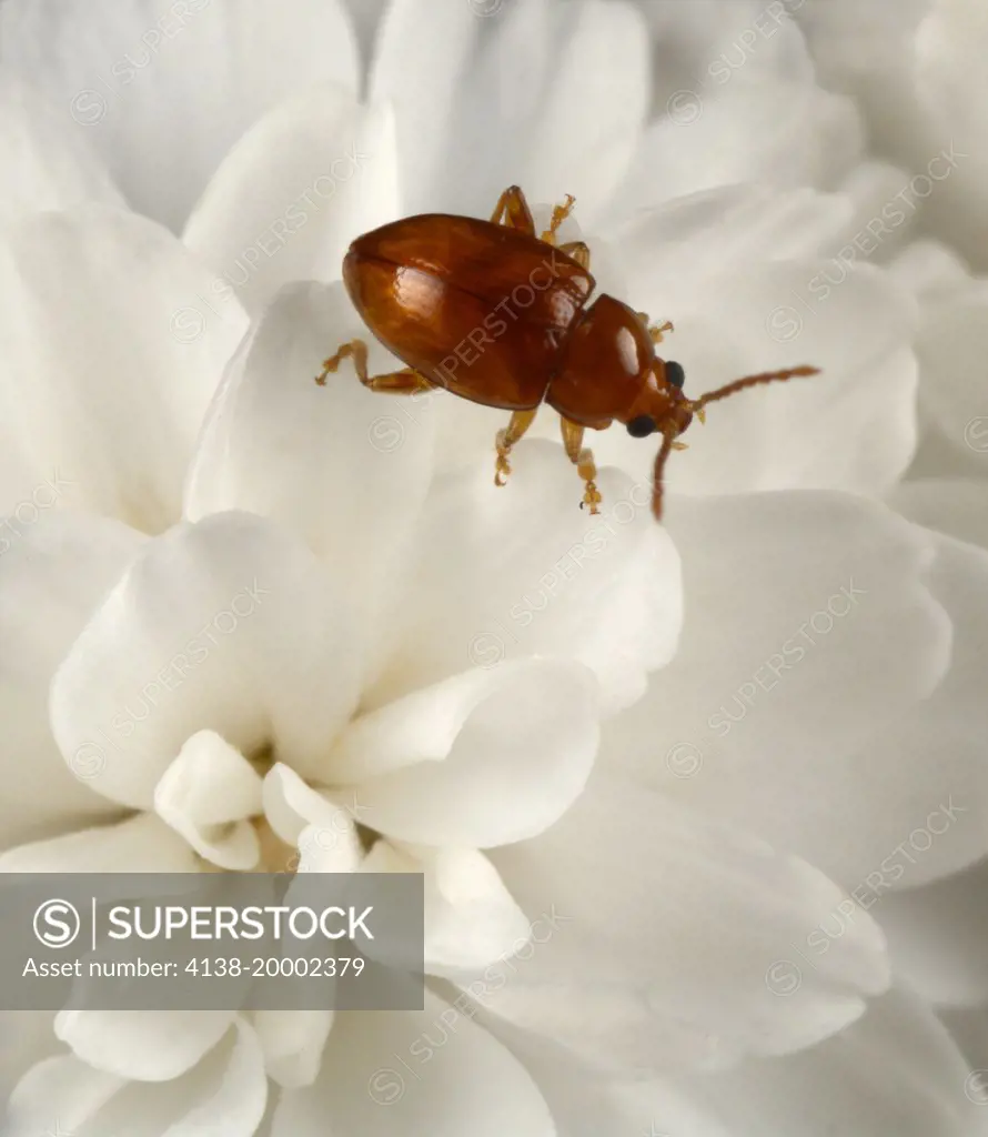 Close-up of a red beetle (Coccidula rufa) resting on a white flower in a Norfolk garden in summer