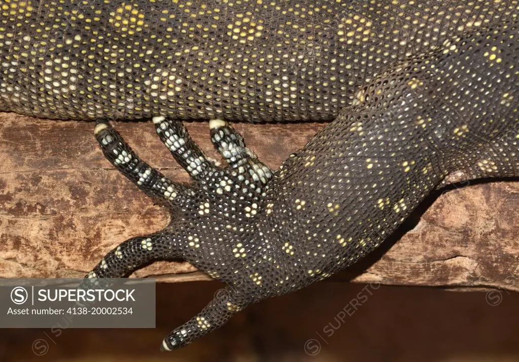 Close-up of the leg and foot of an adult Nile Monitor lizard (Varanus niloticus) at a reptile house in St Paul's Bay Malta