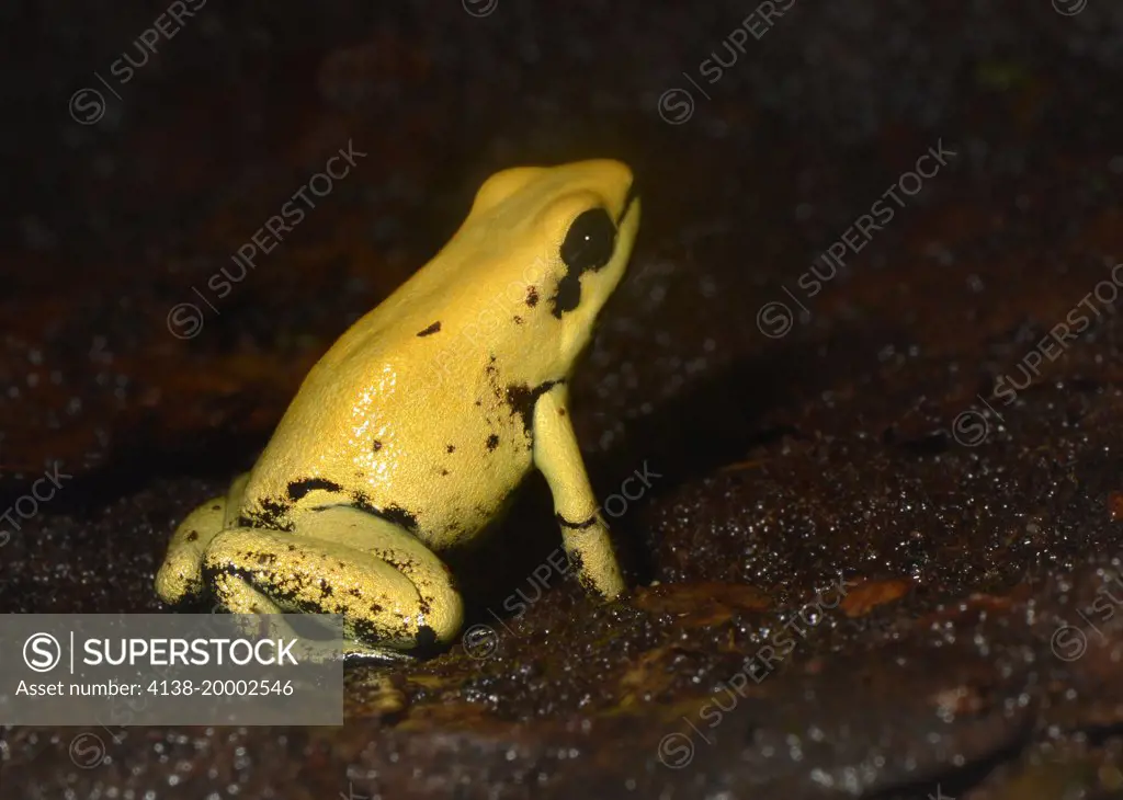 Close-up of a Golden Poison Arrow Frog or Golden Dart Frog (Phyllobates terribilis) in a controlled environment at the Blue Planet reptile house Cheshire