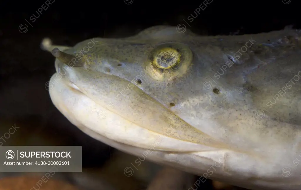 Close-up of  the head and face of a Ripsaw Catfish (Oxydoras niger) in a aquarium at Blue Planet Aquatic Centre Cheshire.