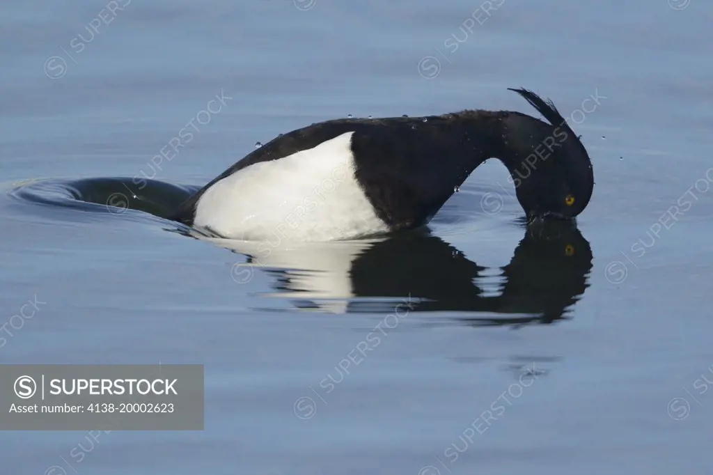 Male tufted duck (Aythya fuligula) diving for food in lake