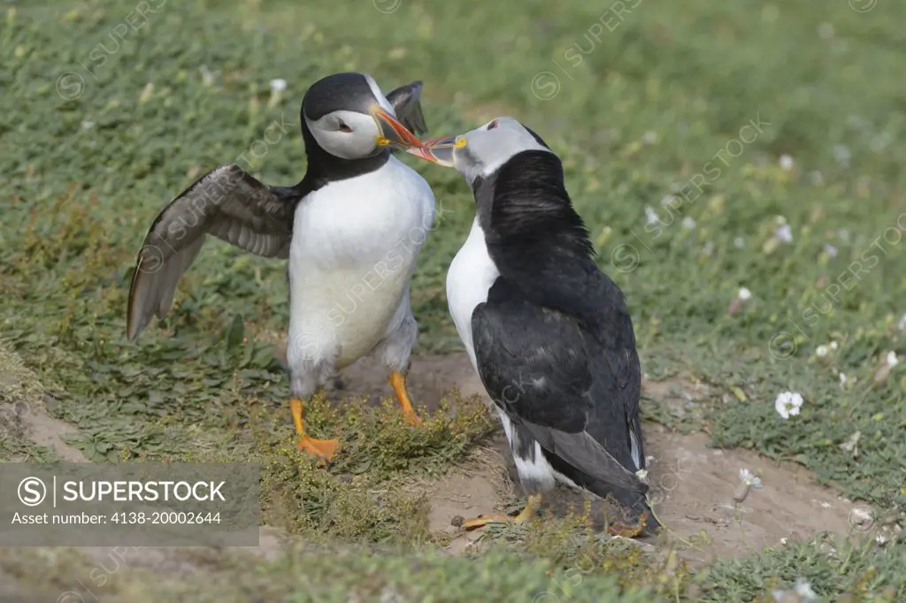 Puffin (Fratercula arctica) gripping on beak of another