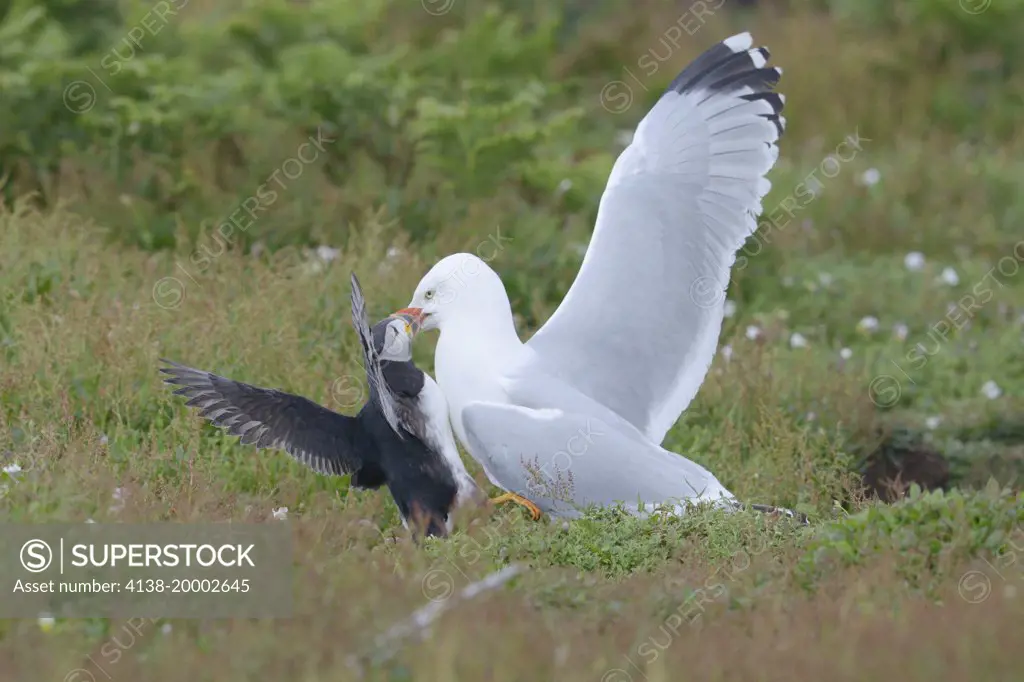 Puffin (Fratercula arctica) attacking herring gull (Larus argentatus) after being attacked when taking fish in to its nesting burrow