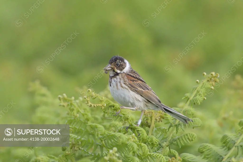Female reed bunting (Emberiza schoeniclus) perched on bracken with food for chicks