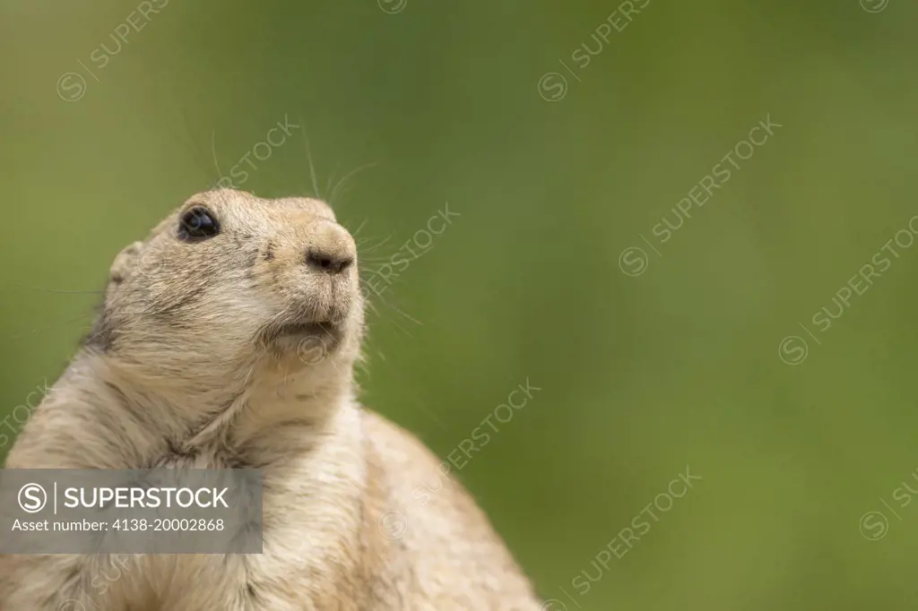 Bllack-tailed prairie dog (Cynomys ludovicianus) landscape format against a difuse green background (captive)