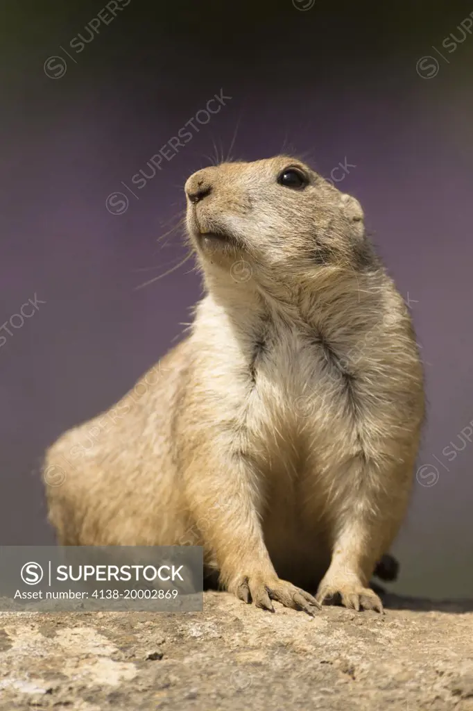 Bllack-tailed prairie dog (Cynomys ludovicianus) portrait format against a difuse  background of purple flowers(captive)