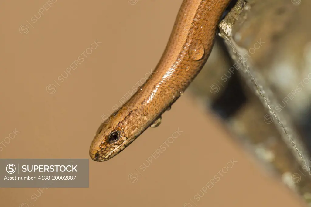 Slowworm (Anguis fragilis) landscape format, against a diffuse brown background Buckinghamshire. Controlled