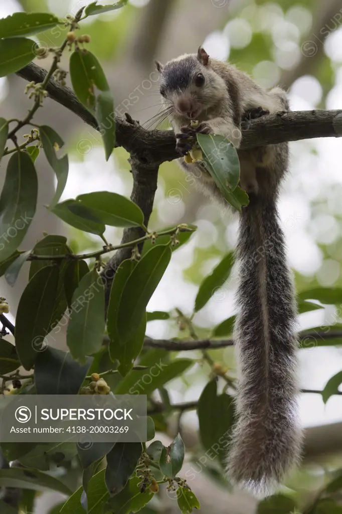 Sri Lankan grizzled giant squirrel Ratufa macroura, Wilpattu National Park, Sri Lanka