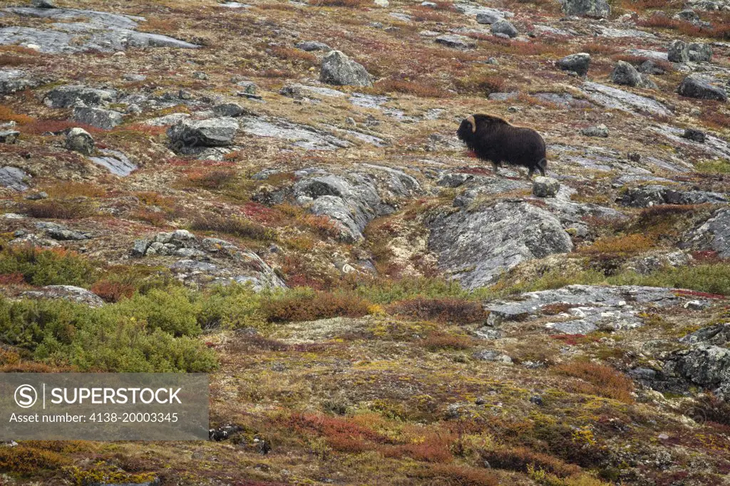 Musk-ox Ovibos moschatus bull, the arctic tundra of Nunavik province in Northern Quebec, Canada