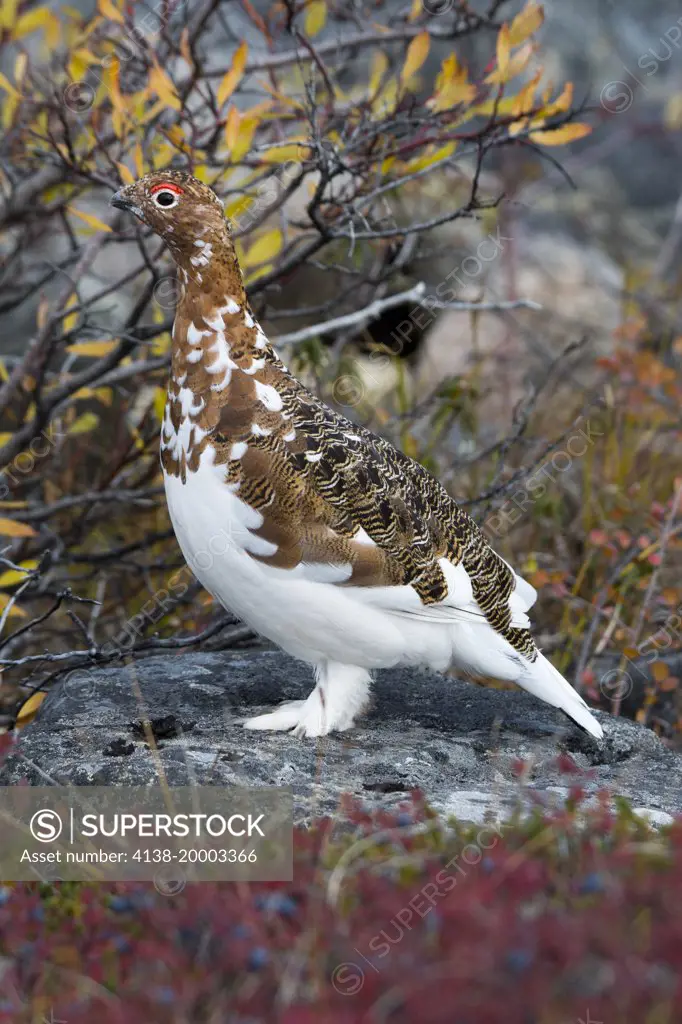Rock Ptarmigan Lagopus muta in fall plumage, the arctic tundra of Nunavik province in Northern Quebec, Canada
