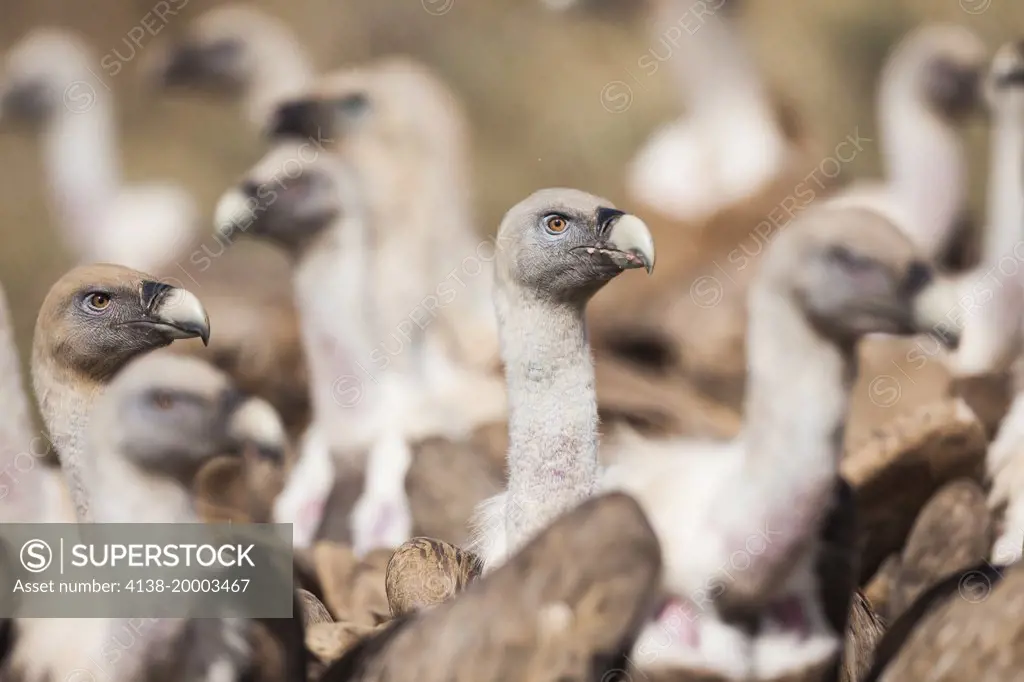 Griffon Vulture (Gyps fulvus) flock on ground. Lleida province. Catalonia. Spain.