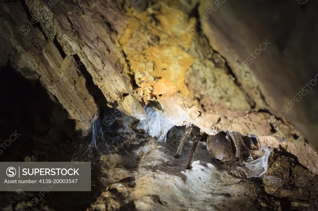 Tarantulla (Haplopelma sp.) on a cave. Khao Yai National Park. Thailand.