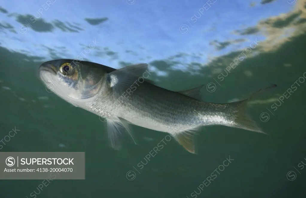 Flathead grey mullet, Mugil cephalus swiming close to water surface. Ventral view. Digital composite. Portugal