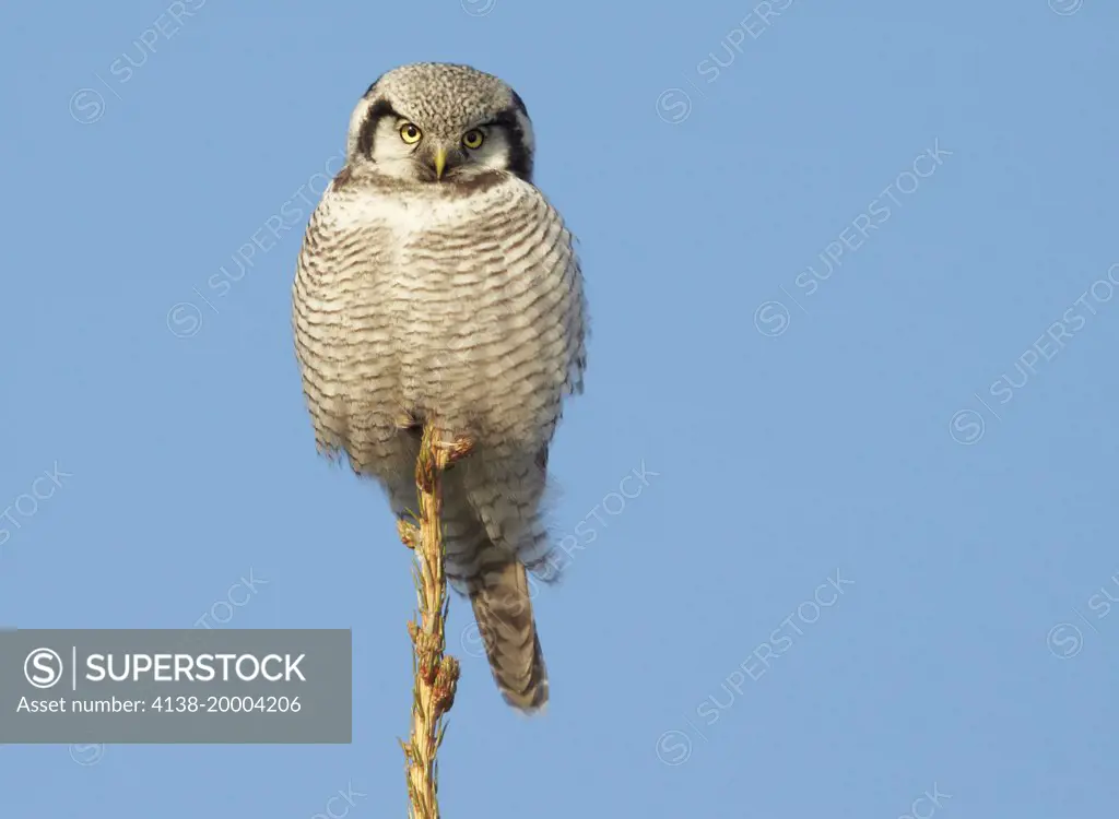Hawk Owl (Surnia ulula) perched at top of tree, front shot. Joensuu. Finland. February 2014