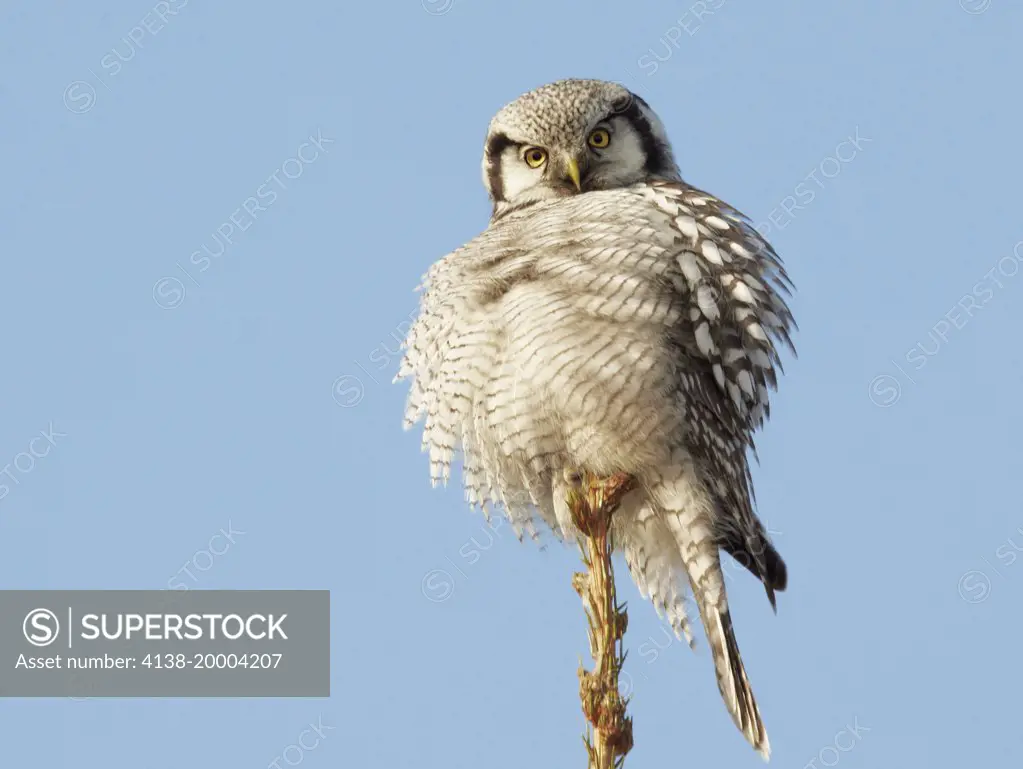 Hawk Owl (Surnia ulula) perched at top of tree, looking at camera. Joensuu. Finland. February 2014