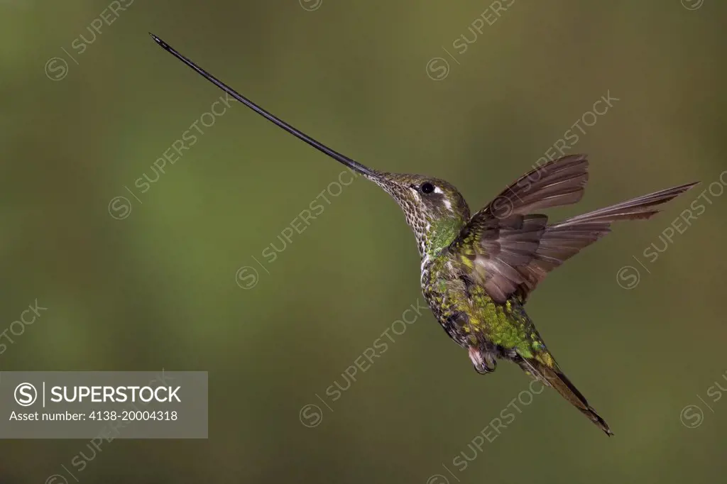 Sword-billed hummingbird (Ensifera ensifera) Ecuador