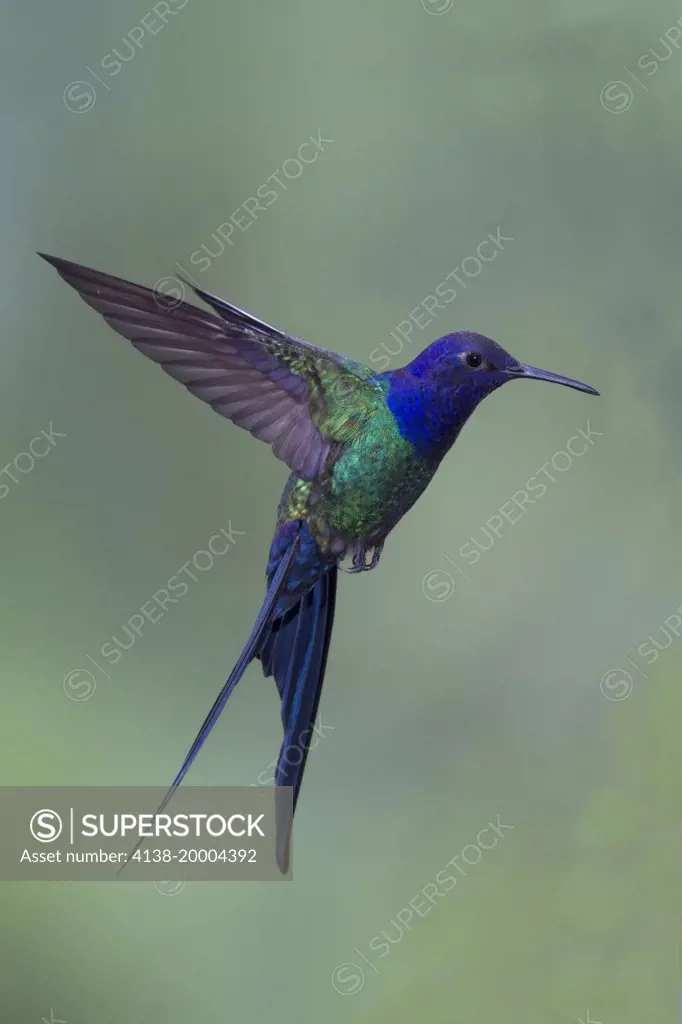 Swallow-tailed hummingbird (Eupetomena macroura) Brazil