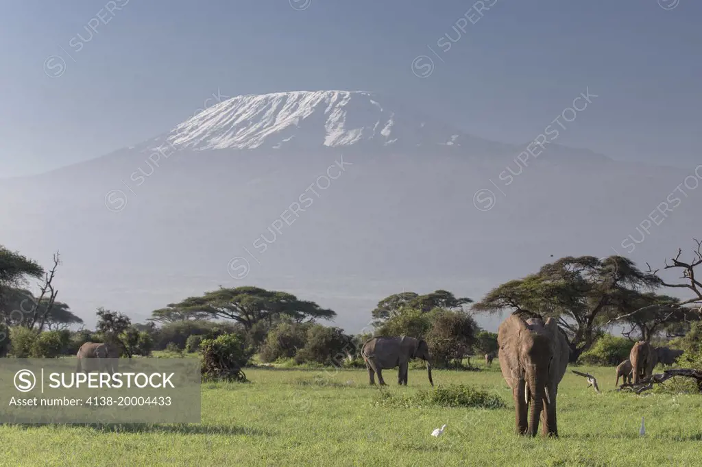 African elephant (Loxodonta africana) group walking in front of Mount Kilimajaro, Amboseli National Park, Kenya
