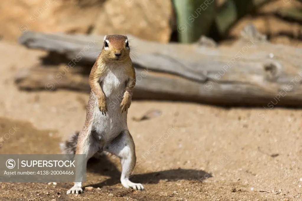 African Ground Squirrel (Xerus rutilus) looking straight, Namunyak Wildlife Conservancy, Kenya