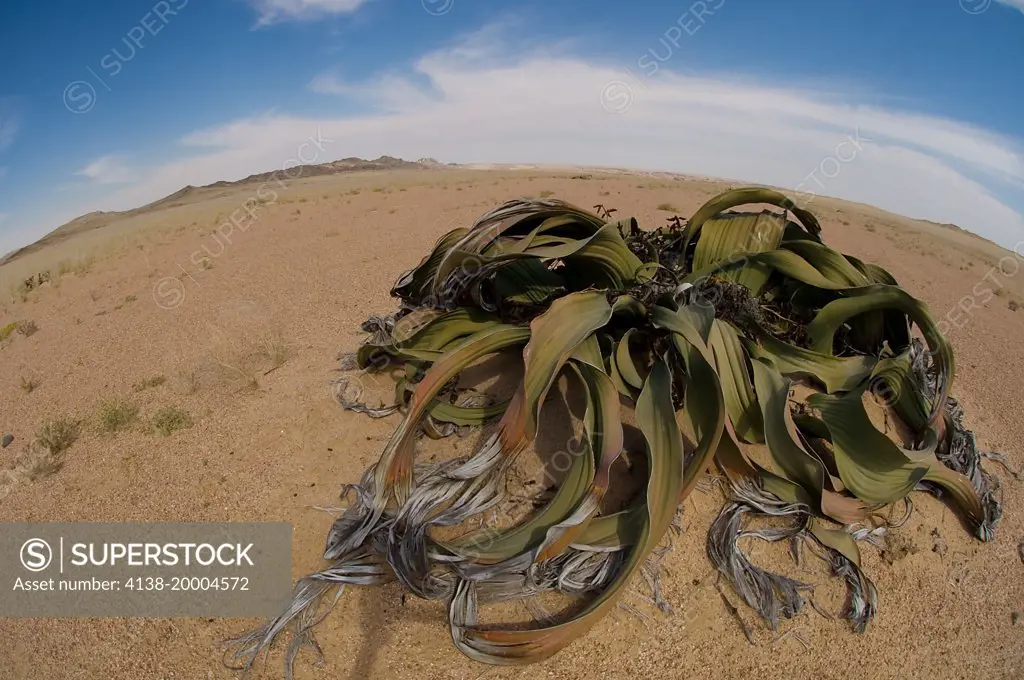 Walwitshia plant,  Namibia; Africa